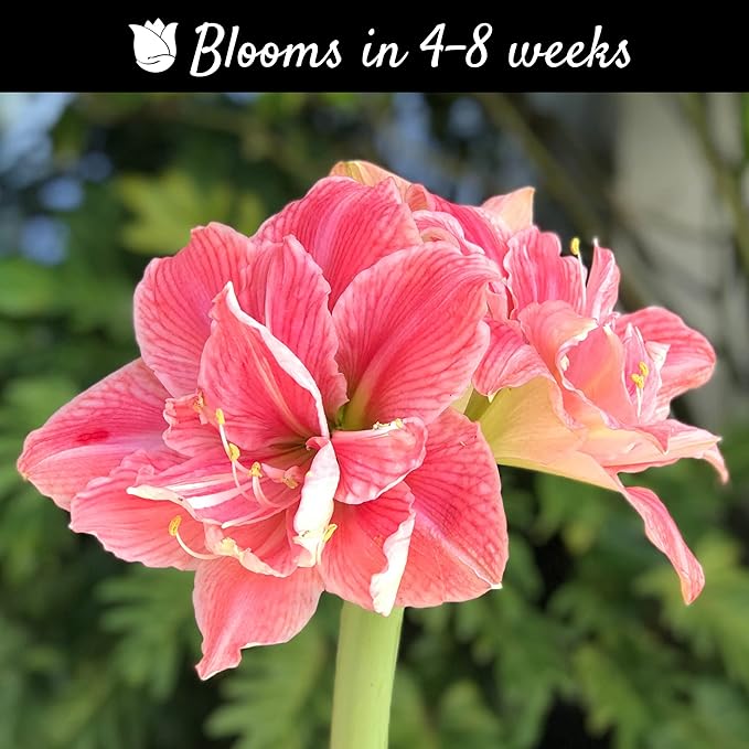 Easy to Grow Amaryllis Sweet Nymph 1 Plant Bulb - Double Pink Flowers Indoor Winter Holiday or Outdoor Spring Blooms
