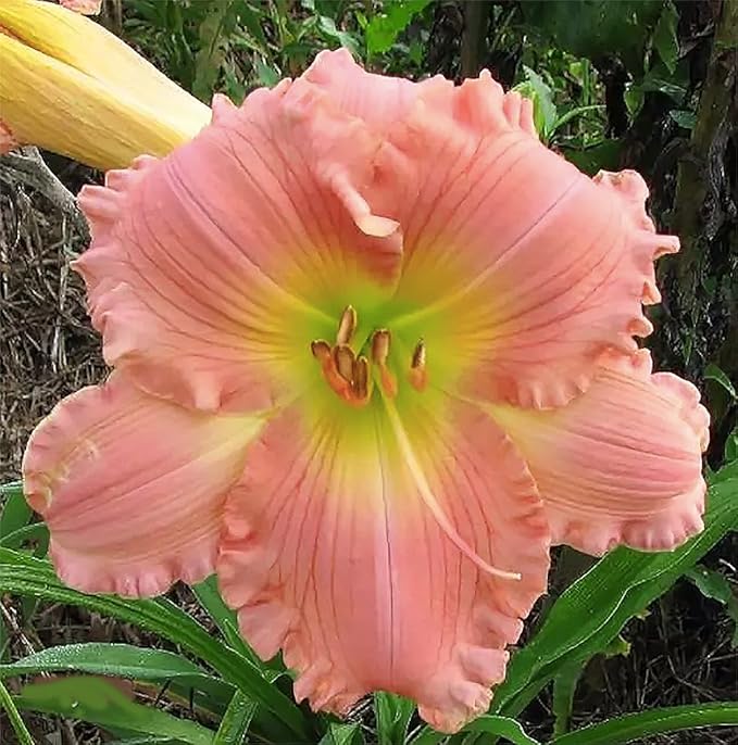 Coral Pink Daylily - Bare Root Plant, Easy to Grow Perennial with Vibrant Coral Pink Blooms, Perfect for Garden Borders & Landscapes, Low Maintenance, Ideal for Full Sun or Partial Shade