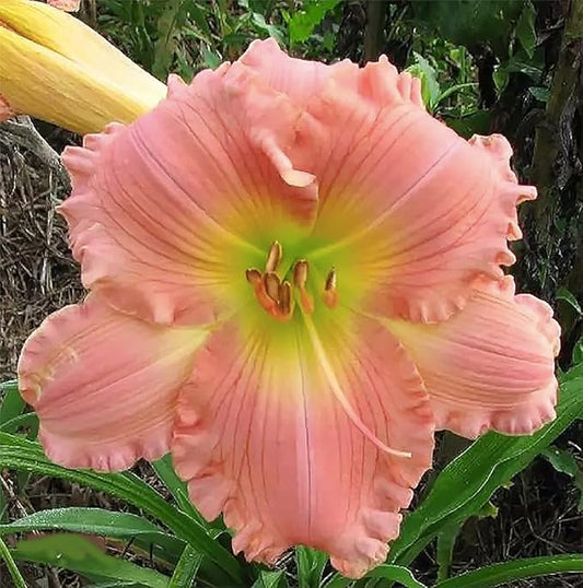 Coral Pink Daylily - Bare Root Plant, Easy to Grow Perennial with Vibrant Coral Pink Blooms, Perfect for Garden Borders & Landscapes, Low Maintenance, Ideal for Full Sun or Partial Shade