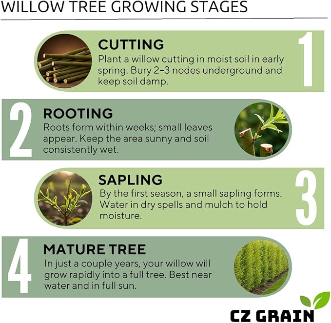 50 Hybrid Willow Tree Cuttings to Grow - Fastest Growing Tree in The World - Fast Privacy Hedge, Shade Trees - Grow Aussie Willow Trees
