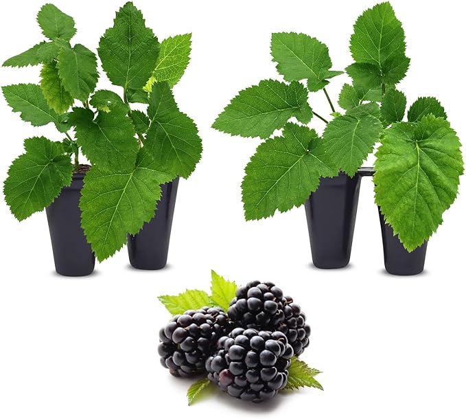 BlackBerry Plants Triple Crown (4 Pack) Live for Sale | Easy to Grow Plants | Edible Fruit Plant for Sustainable Living | Grow Your own Food on Your Organic Garden | Live for Planting |