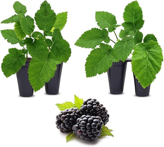 BlackBerry Plants Triple Crown (4 Pack) Live for Sale | Easy to Grow Plants | Edible Fruit Plant for Sustainable Living | Grow Your own Food on Your Organic Garden | Live for Planting |
