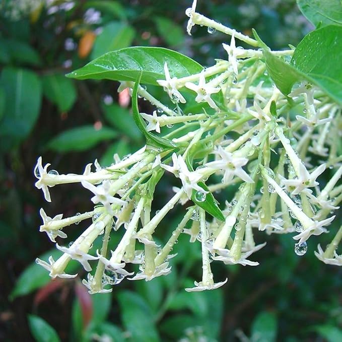 3 Night Blooming Jasmine Plants Live, 5 to 8 Inches Tall, Cestrum Nocturnum Plant Jasmine Vine Plant