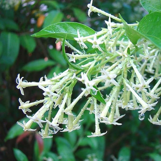3 Night Blooming Jasmine Plants Live, 5 to 8 Inches Tall, Cestrum Nocturnum Plant Jasmine Vine Plant