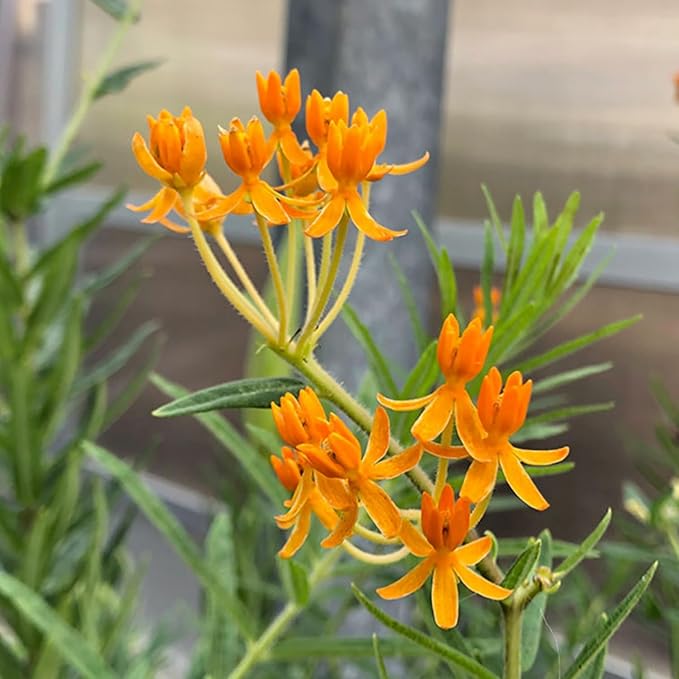 2 Milkweed Plants Live, Live Milkweed Plants, Asclepias Tuberosa Plant, 5 to 8 Inc Tall, Outdoors Gardening (Orange)