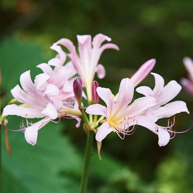 Easy to Grow Lycoris Pink 'Spider Lily' Plant Bulb (1 Pack) - Light Pink Flowering Blooms in Summer to Fall Gardens