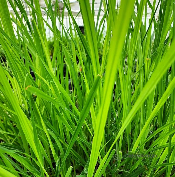 Greenwood Nursery: Live Perennial Plants - Grosso Lavender + Lavandula x Intermedia - [Qty: 1x 3.5 Pot] - (Click for Other Available Plants/Quantities)