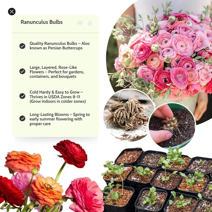 Ranunculus Bulbs for Planting, 25 Pink Ranunculus Bulbs for Fall Planting, French Peony Ranunculus Corms Bulk Ranunculus Flowers Buttercups, Butterfly Ranunculus Bulbs to Grow