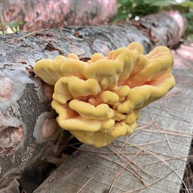 North Spore Organic Chicken of The Woods (100 ct) Mushroom Plugs for Logs | Premium Mushroom Plug Spawn | Handmade in Maine, USA | Grow Gourmet Mushrooms Outdoors on Logs | Laetiporus sulphureus