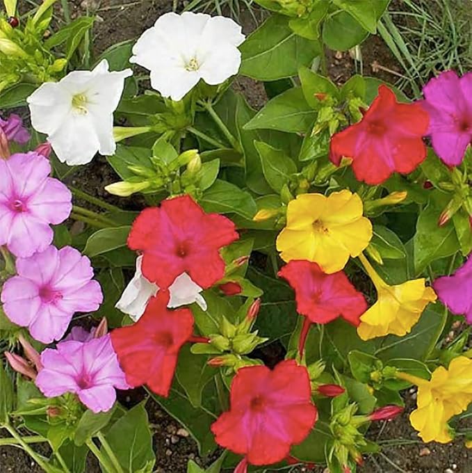 80 Rose Four O'Clock Seeds - Tender Perennial That Reseeds Easily