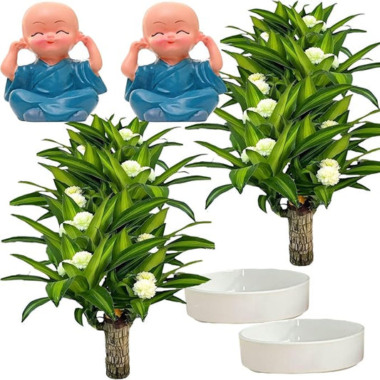 Brazilian Lucky Wood Plant, Brazilian Wood with Energy Crystals, Low-Light Office, Bedroom Decor, Home Good Luck Decor (Two Blue)