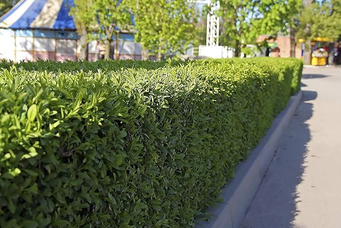Winter Gem Boxwood | 1 Live 4 Inch Pot | Buxus Microphylla Japonica | Fast Growing Cold Hardy Formal Evergreen Shrub