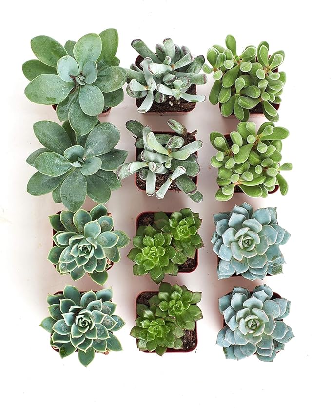 Shop Succulents Blue & Green Succulent Plant Pack Collection - Live Mini Succulent Plants, Low Maintenance, Mixture of Textures - Wedding and Party Favors, Gift & Garden, Pack of 12