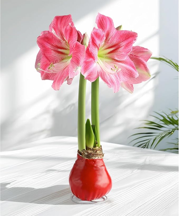 Bloomingbulb Red Waxed Amaryllis with Pink Flower 🌷 No-Soil Perennial Bulb for Indoor Display – Effortless Winter Bloom with Elegant Pink Petals