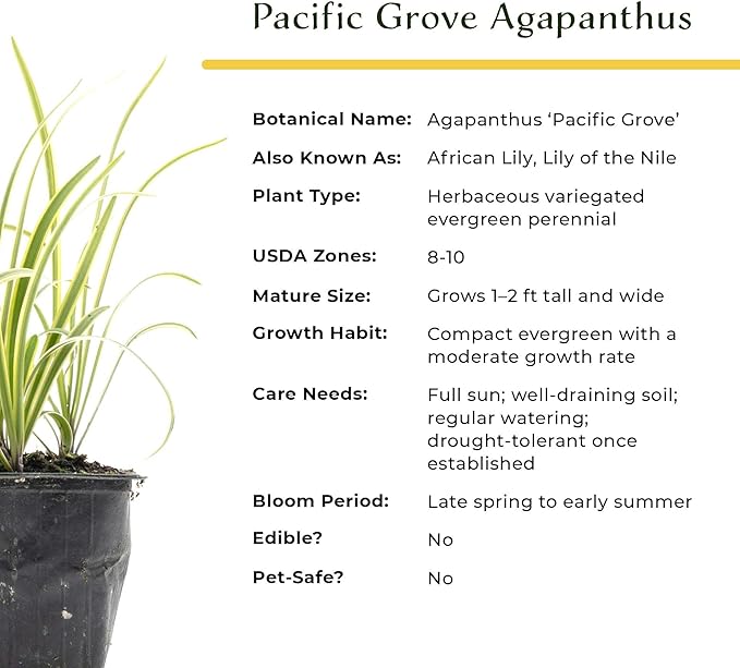 4 Pacific Grove Agapanthus in 3.5” Nursery Cubes (Agapanthus ‘Pacific Grove’) | Variegated Evergreen Perennial for Borders, Beds & Containers | Ready-to-Plant Live Starter Plants