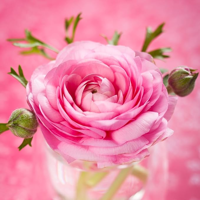25 Ranunculus Bulbs for Fall Planting, Perennial Flowers Bulbs for Gardens, Vibrant Peony Buttercup Corms for Outdoor Borders (Pink Ranunculus Bulbs)