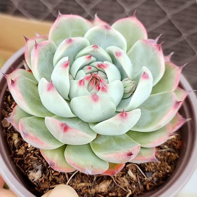 Sprout N Green Echeveria Chihuahuaensis, Mini Live Succulent Fully Rooted in 2 inch Starter Pot, House Plant for Indoor Outdoor Home Office Wedding Decoration Party Favor