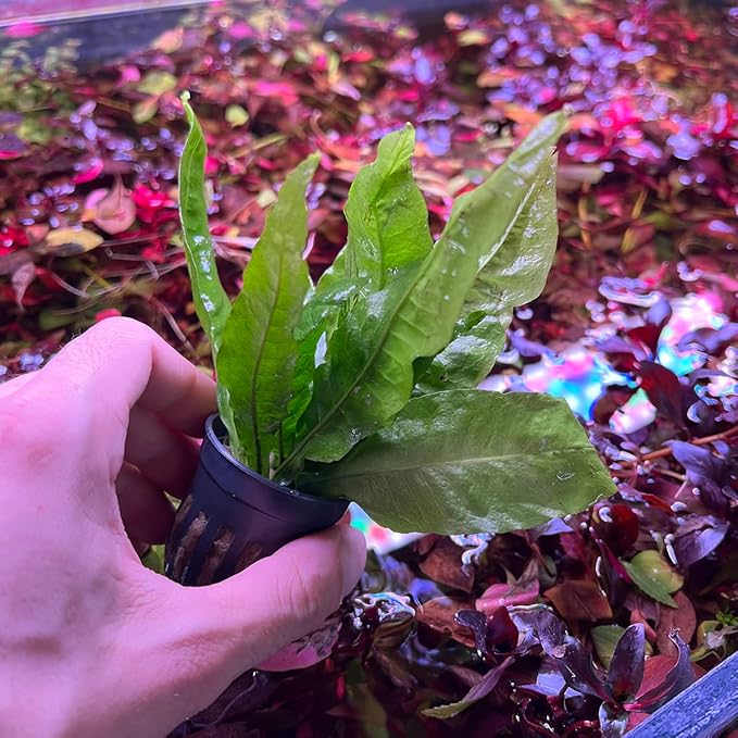 SubstrateSource Java Fern Live Aquarium Plants - Potted Freshwater Plant for Fish Tanks - Beginner Friendly, Low Light (Java Fern, 5 Pots)