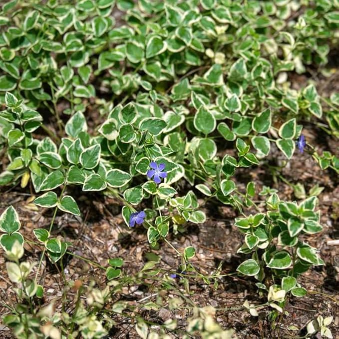 12 Variegated Vinca Plants, Vinca Minor Ground Cover Plant, Blue Flowers Periwinkle Plants, Perennial Vine Bare Roots