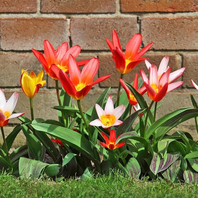 Easy Ground Cover Tulip Tarda -12 Bulbs-Mixed Colors | Red, Yellow, Orange, Pink & White Flowers – Low‑Growing Spring Bloomers for Gardens & Containers–Zones 3–8-Attracts Butterflies & Bees (12 Bulbs)