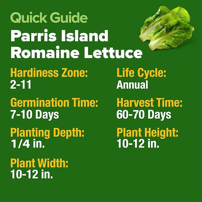 HOME GROWN Parris Island Romaine Lettuce 3,500+ High Germination Heirloom Lettuce for Planting Crisp Heads for Garden & Hydroponics, Indoor Outdoor (Lactuca Sativa)