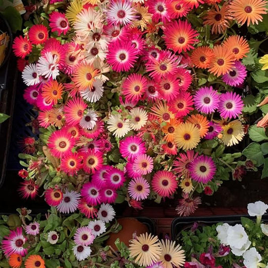 1000 X Mixed Lampranthus Spectabilis Seeds for Planting Easy to Grow Home Gardens Multicolor Wildflower Seeds Grow Coloured Garden Flowers Plants