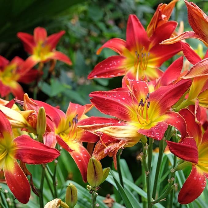 Breathless Beauty Daylily Flower Bulbs – Deep Red Blooms with Chartreuse Centers – Pollinator-Friendly Hardy Summer Perennial (Zones 3–9) Fall Planting Spring Blooming