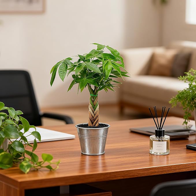 Live Plants Money Tree in 4" Matte Metal Pot, Easy to Grow Houseplant, Indoor Bonsai, Home Office Decor, Birthday Housewarming Gift