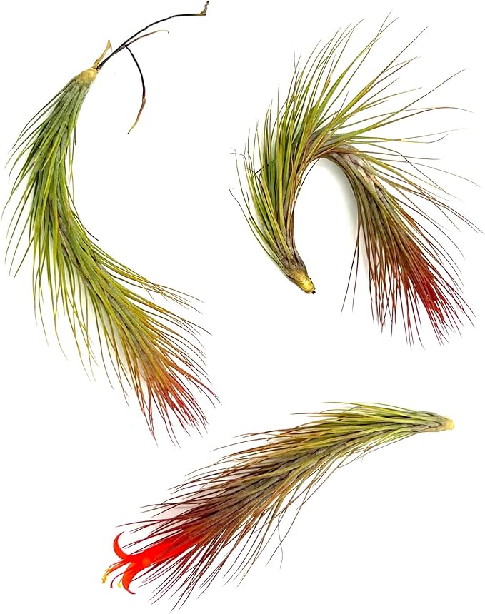 ragnaroc Air Plants - Tillandsia Funckiana Hybrid, Large 5-7" - 3ct - Live Arrival Guaranteed - House Plants for Home Decor & Gift
