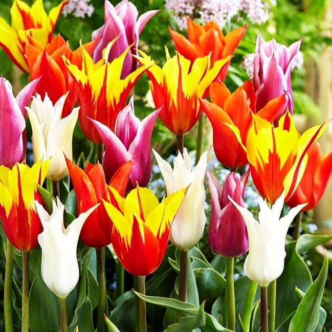 10 Triumph Tulip Bulbs for Fall Planting Mixed Perennial Flower Large Size Tulip Bulbs Changing Colors Mixture Size 12+ (Clusiana)