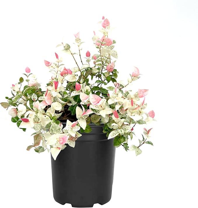 Asiatic Jasmine 'Snowcap' | 1 Large Gallon Size Plant | Trachelospermum Asiaticum Snowcap | Variegated Ground Cover Plants | Drought Tolerant Landscaping Vines