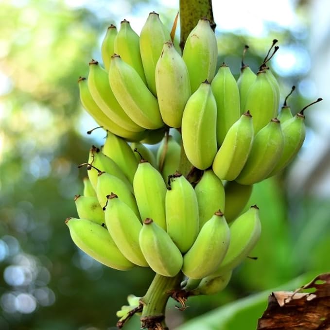 Thai Banana Tree Live Plant, Cold Hardy Banana Plant Live, Tropical Banana Fruit Seedling, Well Rooted 4-8 Inch Tall