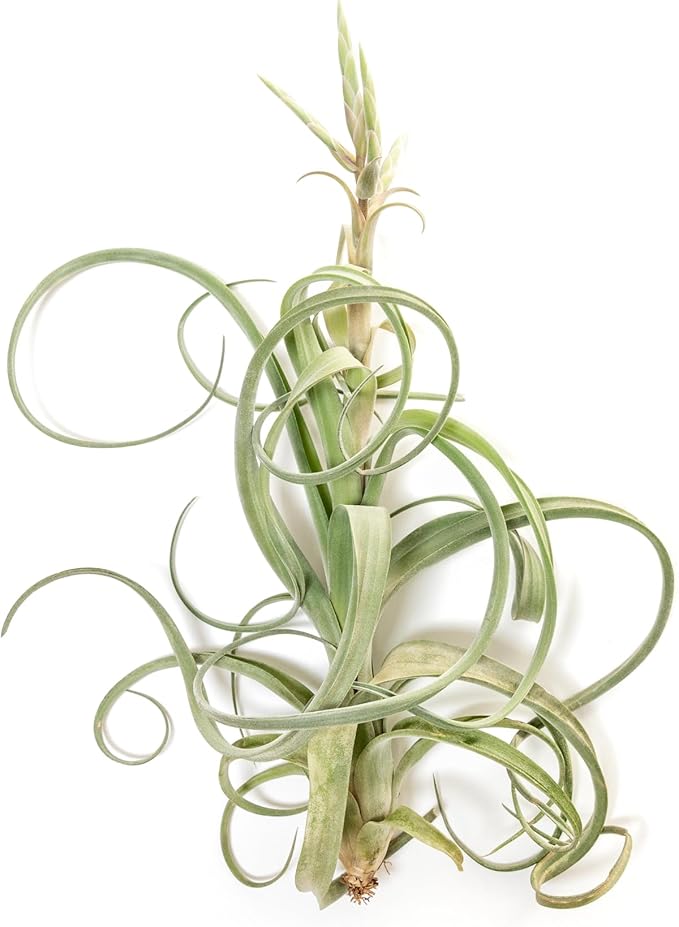 Air Plant Shop Tillandsia Curly Slim (T. Intermedia x T. Streptophylla) Air Plant - Succulents - Live Tillandsia - Easy Care Indoor and Outdoor House Plants (Pack of 1)