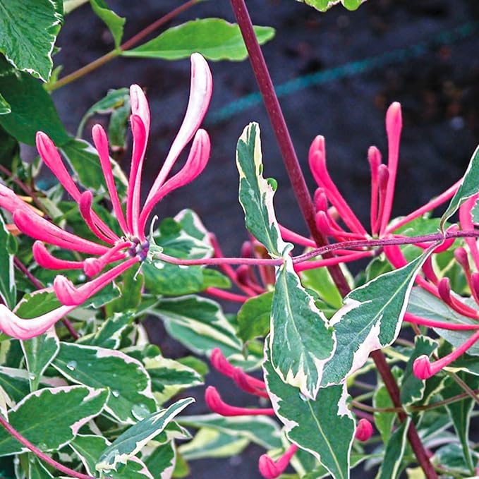 Variegated Climbing Honeysuckle Plant Live, Fragrant Honeysuckles Plants Vine Bushes in 2.5 Inch Pot