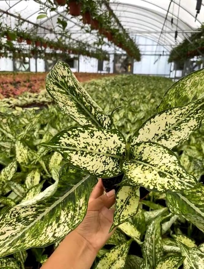 Aglaonema Snow White, Spring Snow, Live Plant in a 4 Inch Growers Pot, Live Indoor, Easy to Grow, Easy to Care, and Low Maintenance Houseplant,White Plants