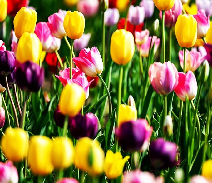 10 Triumph Tulip Bulbs for Fall Planting Mixed Perennial Flower Tulip Bulbs Changing Colors Mixture Size 12+ (All Season Barn Mixture)
