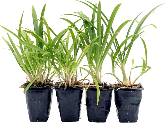 4 Frederick Street Park Agapanthus in 2.5” Nursery Cubes (Agapanthus ‘Frederick Street Park’) | Compact Semi-Evergreen Perennial for Borders, Containers, and Pollinator Gardens | Ready-to-Plant