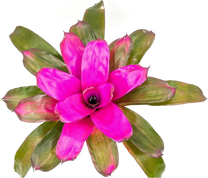 ragnaroc Live Plants – Bromeliad Neoregelia Tatiana, 8-12" in 6" Pot - 1ct - Live Arrival Guaranteed - House Plants for Home Decor & Gift
