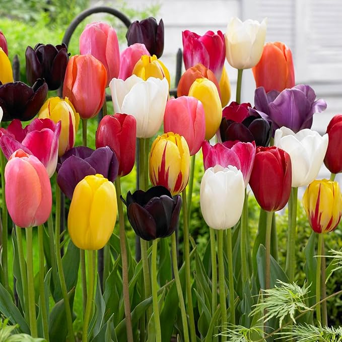 Garden State Bulb Bright Sunshine Mix Single Late Tulip Flower Bulbs, 12/+ cm, Fall Planting (Bag of 100)