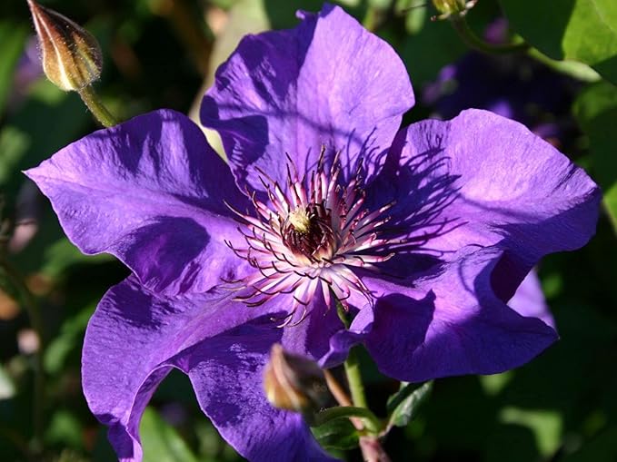 Clematis The President - 5 Live Plants in 4 Inch Growers Pots - Clematis 'The President' - Starter Plants Ready for The Garden - Beautiful Purple Blue Flowering Vine