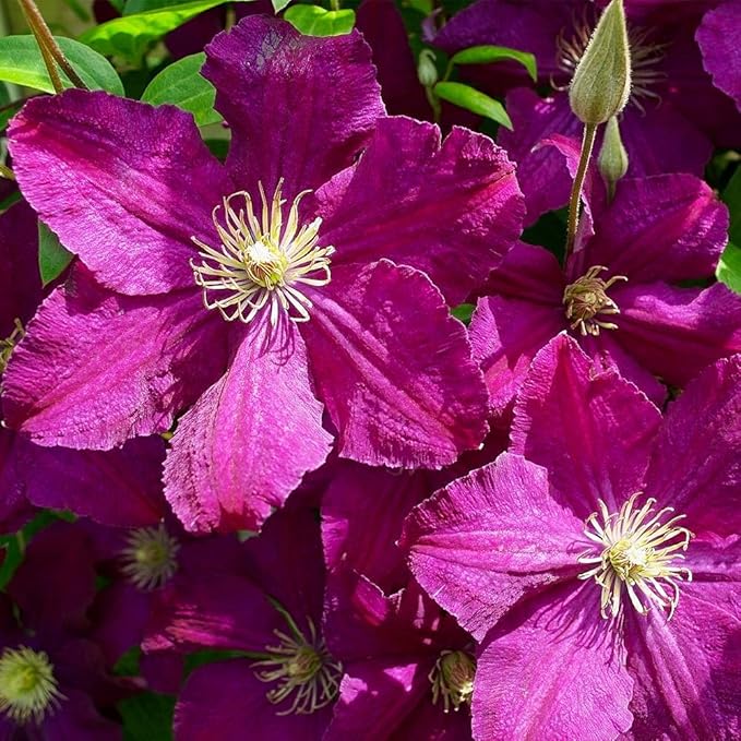 Clematis Cardinal Wyszynski Vine - 5 Live Plants in 4 Inch Growers Pots - Clematis 'Cardinal Wyszynski' - 2 Years Old Ready to Be Planted - Bold and Beautiful Crimson Flowering Vine