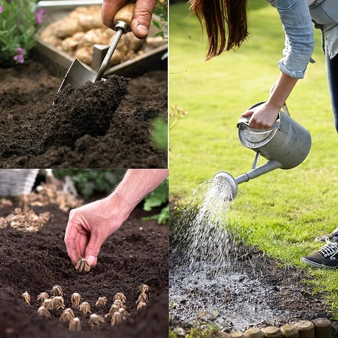 Ranunculus Bulbs for Planting, 25 Purple Ranunculus Bulbs for Fall Planting, French Peony Ranunculus Corms Bulk Ranunculus Flowers Buttercups, Butterfly Ranunculus Bulbs to Grow