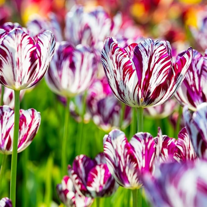 15 Mixed Tulip Bulbs for Fall Planting, Tulip Spring Flower Bulbs Perennial Outdoor, Colorful Blooms Groundcover Bulb