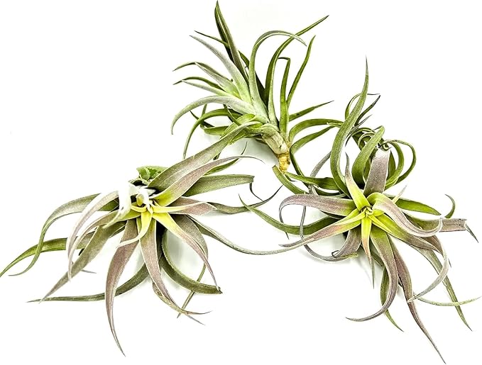 ragnaroc Air Plants - Tillandsia Cacticola, Jumbo 6-9" - 2ct - Live Arrival Guaranteed - House Plants for Home Decor & Gift