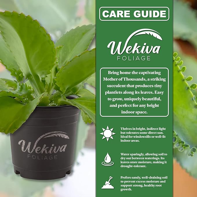 Mother of Thousands - Live Plant in a 4 Inch Growers Pot - Kalanchoe Daigremontiana - Beautiful Indoor Outdoor Cacti Succulent Houseplant