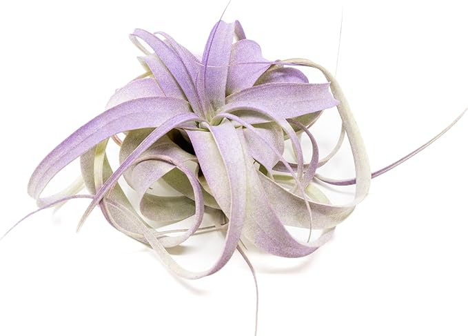 Purple Colorful Tillandsia Air Plants - Long Lasting Color Enhanced Live Tillandsia Succulent House Plants - Home and Garden Decor - Easy Care Indoor and Outdoor (Mini Xerographica, Single)