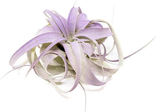 Purple Colorful Tillandsia Air Plants - Long Lasting Color Enhanced Live Tillandsia Succulent House Plants - Home and Garden Decor - Easy Care Indoor and Outdoor (Mini Xerographica, Single)