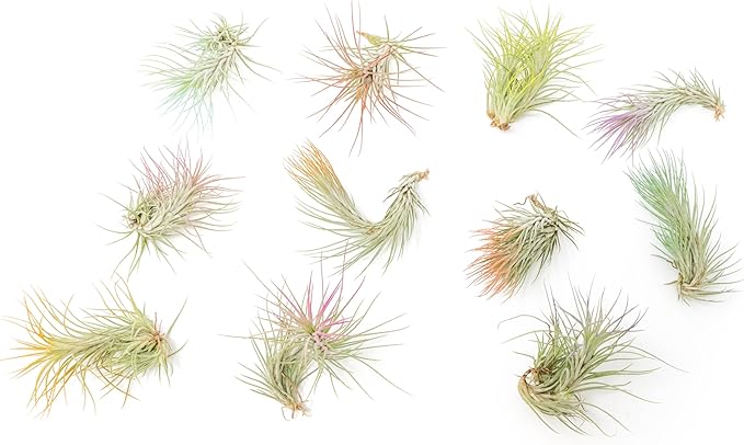 Purple Colorful Tillandsia Air Plants - Long Lasting Color Enhanced Live Tillandsia Succulent House Plants - Home and Garden Decor - Easy Care Indoor and Outdoor (Funckiana, Pack of 3)