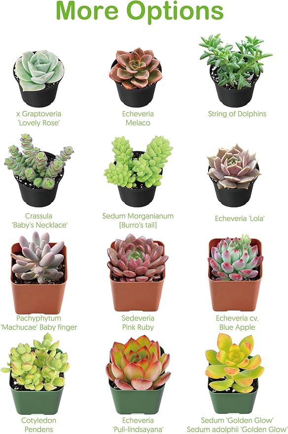Live Succulent Donkey Tails, Approx 2-inch Large, Potted Succulents, Fully Rooted, Easy Care House Plants