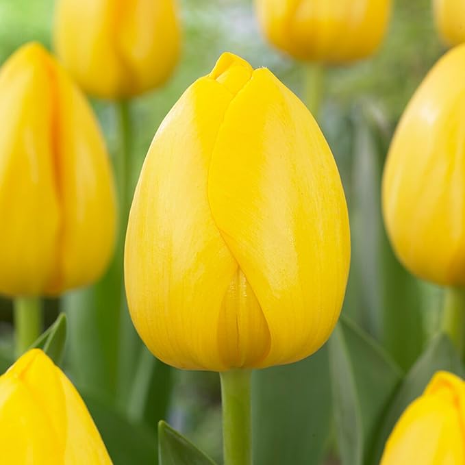 Garden State Bulb Darwin Hybrid Yellow Impression Tulip Flower Bulbs, 12/+ cm, Fall Planting (Bag of 50)